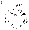 Image: TPBIOL2003_TOCmod-11.jpg