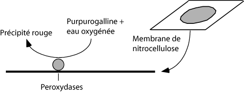 Image: TPBIOL2003_TOCmod-12.jpg