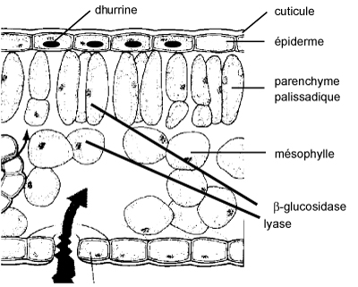 Image: TPBIOL2003_TOCmod-15.jpg