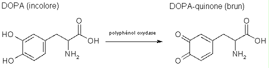 Image: TPBIOL2003_TOCmod-22.jpg