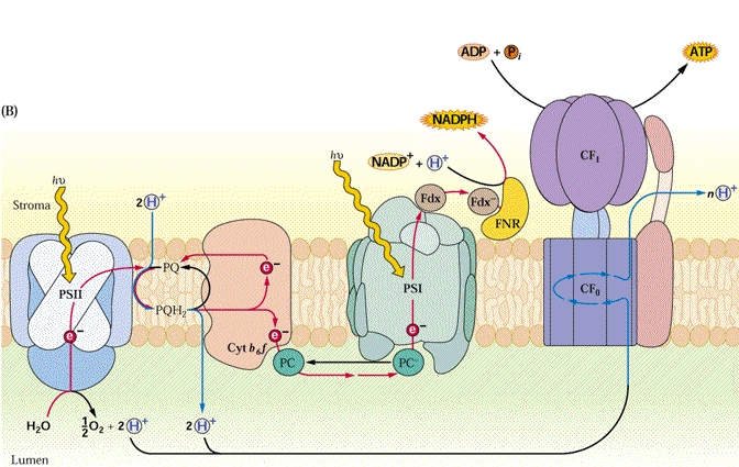 Image: TPBIOL2003_TOCmod-23.jpg