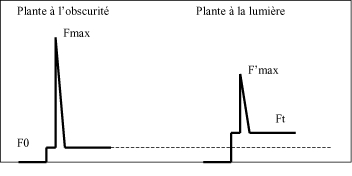 Image: TPBIOL2003_TOCmod-35.jpg