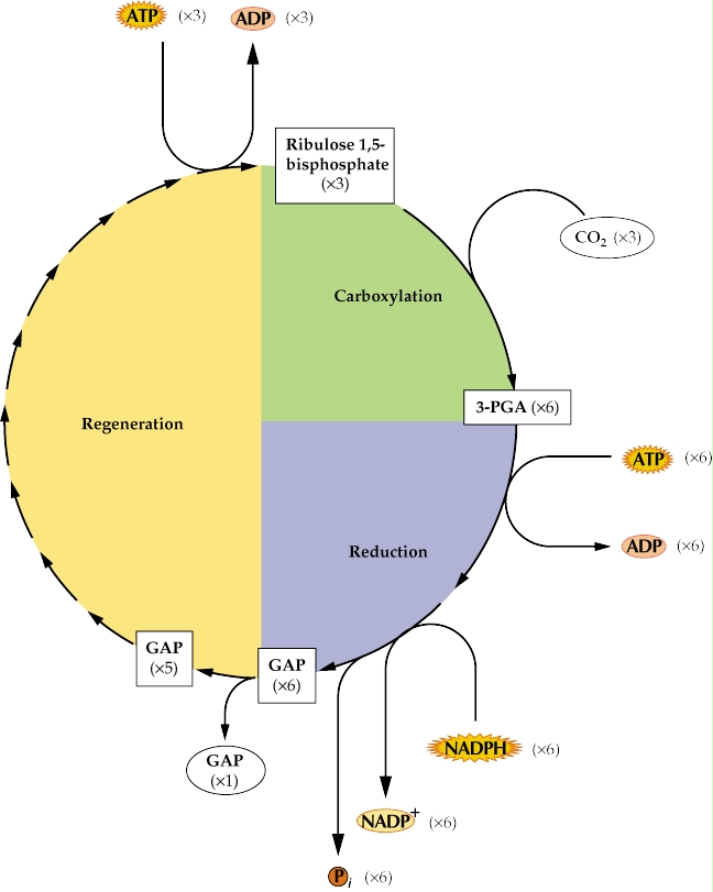 Image: TPBIOL2003_TOCmod-37.jpg