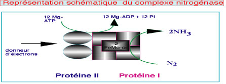 Image: TPBIOL2003_TOCmod-39.jpg