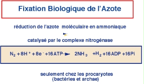 Image: TPBIOL2003_TOCmod-41.jpg