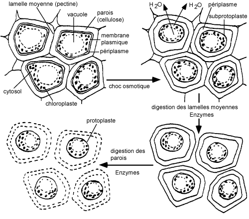 Image: TPBIOL2003_TOCmod-50.jpg