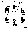 Image: TPBIOL2003_TOCmod-9.jpg
